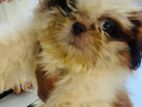 Shihtzu Puppy