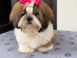 Shihtzu Puppy