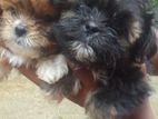 Shihtzu Puppy