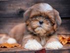 Shihtzu Puppy