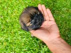 Shihtzu Puppy