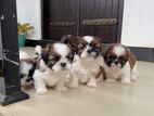 Shihtzu Puppies