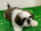 Shihtzu Puppy