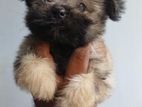 shihtzu puppy