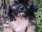 Shih Tzu Puppy