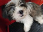 Shihtzu Puppy