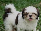 Shihtzu Puppies