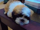 Shihtzu Puppy -Male
