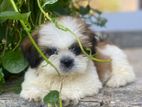 Shihtzu Puppy - Male