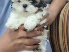 Shihtzu Puppy (male)
