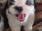 shihtzu puppy ( mini )