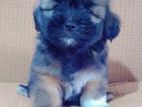 Shihtzu Puppy