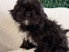 Shih Tzu Puppies