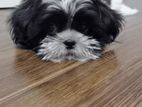 Shih Tzu Puppies