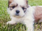 ShihTzu puppys