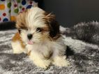 ShihTzu puppys
