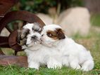 Shih Tzu Puppies