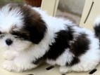 Shih Tzu Puppies