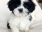 Shih Tzu Puppies