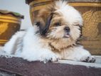Shih Tzu Puppys