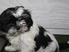 Shih Tzu Puppies