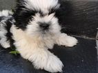 Shih Tzu Puppys