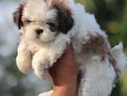 Shih Tzu Puppies