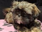 Shih Tzu Puppies