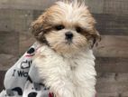 Shitzu Puppies