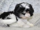 Shih Tzu Puppies