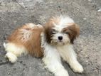 Shih Tzu Puppies