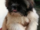 Shihtzu Puppy