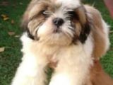 Shihtzu Puppy