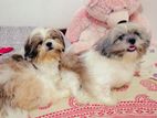 Shihtzu Puppies