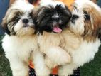 Shihtzu Puppies