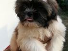 Shih Tzu Puppies