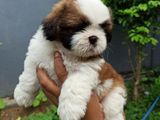 Shih Tzu Puppies