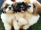 Shih Tzu Puppies