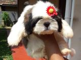 Shih Tzu Puppies