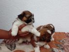 Shihtzu Puppys