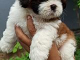 Shih Tzu Puppy