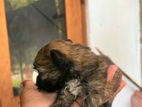 Shihtzu Puppys