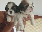 Shih Tzu Puppies