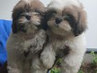 Shihtzu Puppies