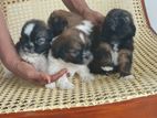 Shihtzu Puppies