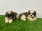 Shihtzu Puppies