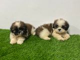 Shihtzu Puppies