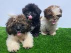 Shihtzu Puppies