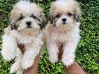 Shihtzu Puppy's