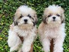 Shihtzu Puppy's